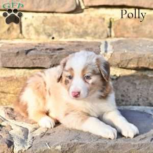 Polly, Australian Shepherd Puppy