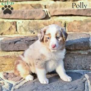 Polly, Australian Shepherd Puppy
