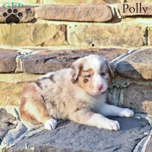 Polly, Australian Shepherd Puppy