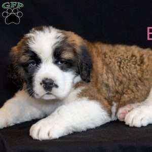 Empress, Saint Bernard Puppy