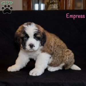 Empress, Saint Bernard Puppy