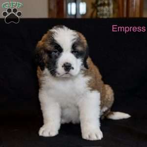 Empress, Saint Bernard Puppy