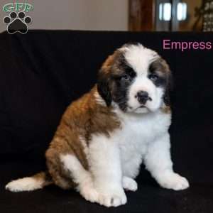 Empress, Saint Bernard Puppy