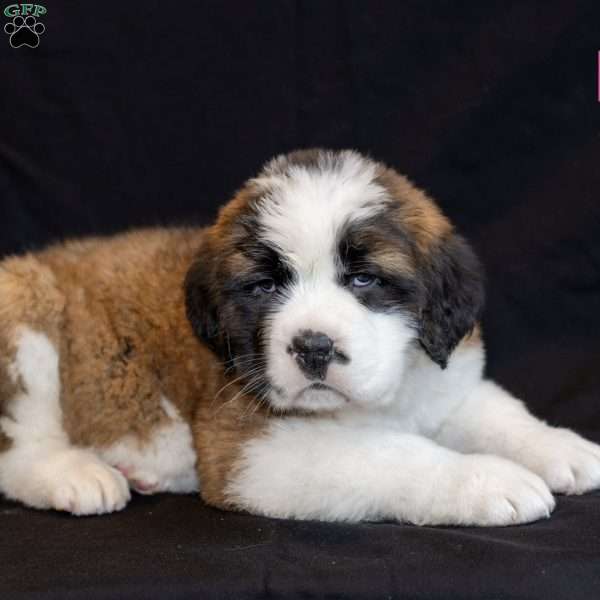 Empress, Saint Bernard Puppy