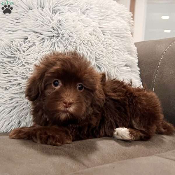 Roxy, Havanese Puppy