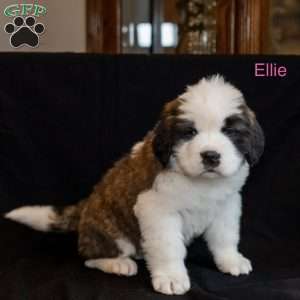 Ellie, Saint Bernard Puppy