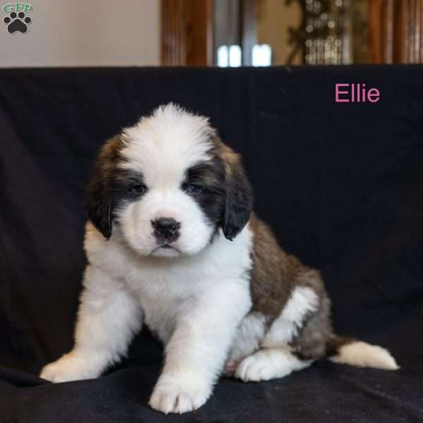 Ellie, Saint Bernard Puppy