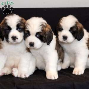 Ellie, Saint Bernard Puppy