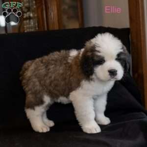 Ellie, Saint Bernard Puppy