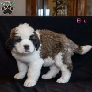 Ellie, Saint Bernard Puppy