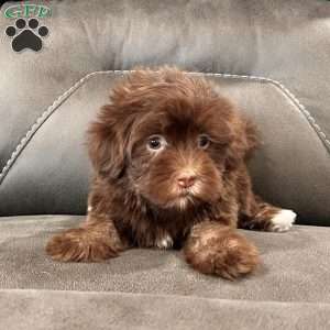 Roxy, Havanese Puppy