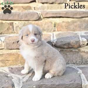Pickles, Australian Shepherd Puppy