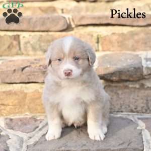 Pickles, Australian Shepherd Puppy