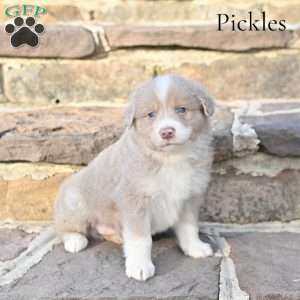 Pickles, Australian Shepherd Puppy