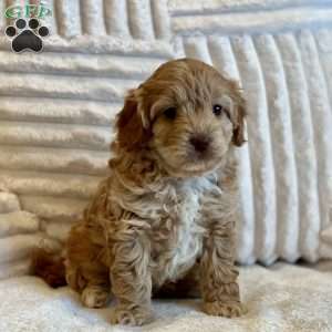 Cinderella, Cockapoo Puppy
