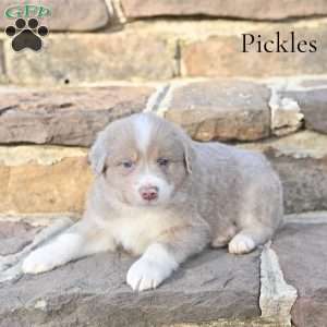 Pickles, Australian Shepherd Puppy