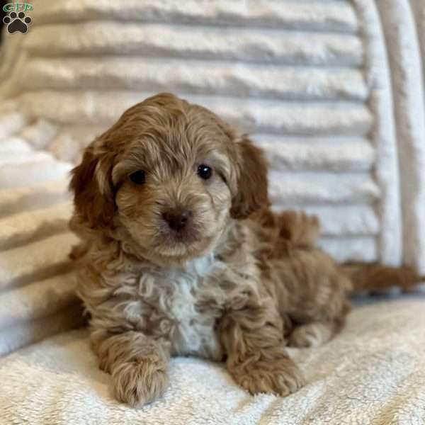 Cinderella, Cockapoo Puppy