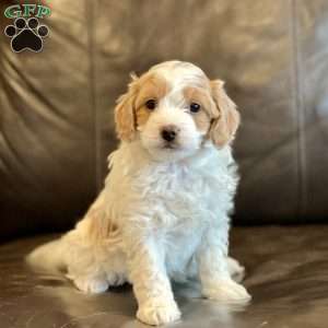 Ellie, Cockapoo Puppy