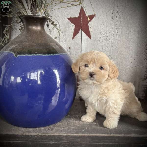 Precious, Miniature Poodle Mix Puppy