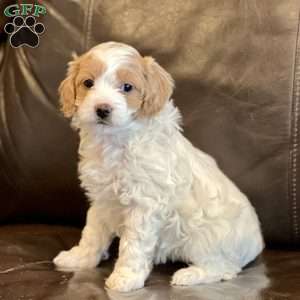 Ellie, Cockapoo Puppy