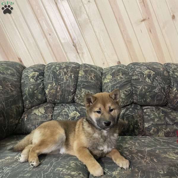 Wolfe, Shiba Inu Puppy