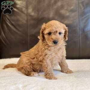 Penelope, Cockapoo Puppy