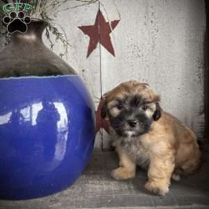 Petunia, Miniature Poodle Mix Puppy