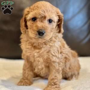 Penelope, Cockapoo Puppy