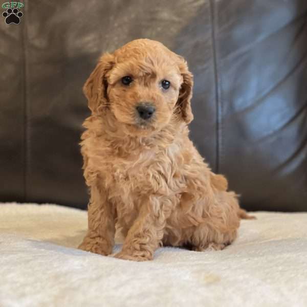 Penelope, Cockapoo Puppy