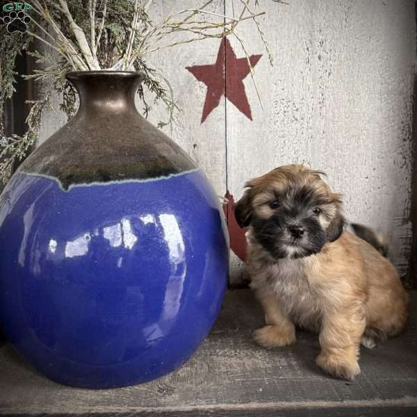 Petunia, Miniature Poodle Mix Puppy