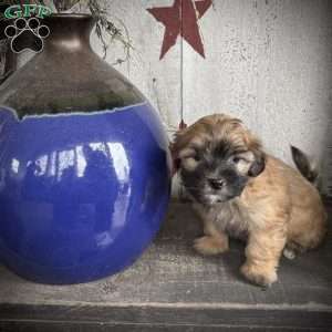 Petunia, Miniature Poodle Mix Puppy