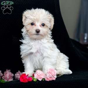 Honey, Maltipoo Puppy