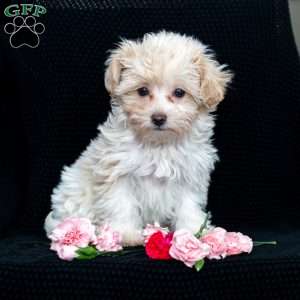 Honey, Maltipoo Puppy