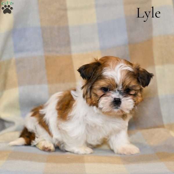 Lyle, Shih Tzu Puppy