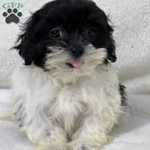 Amara, Shih-Poo Puppy
