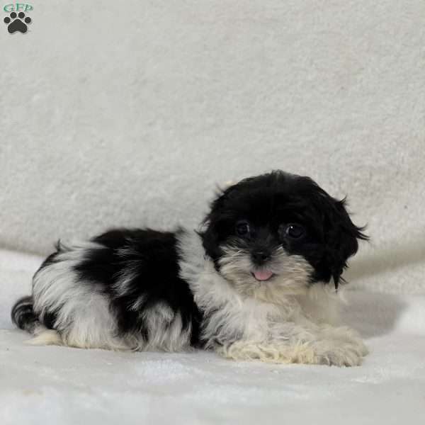 Amara, Shih-Poo Puppy