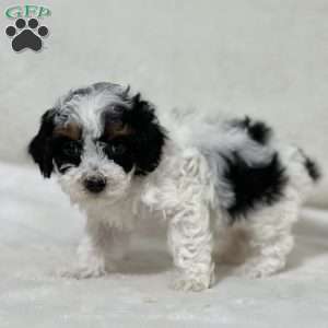 Lady, Shih-Poo Puppy