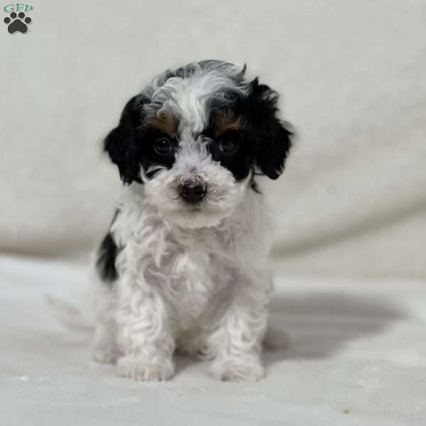 Lady, Shih-Poo Puppy