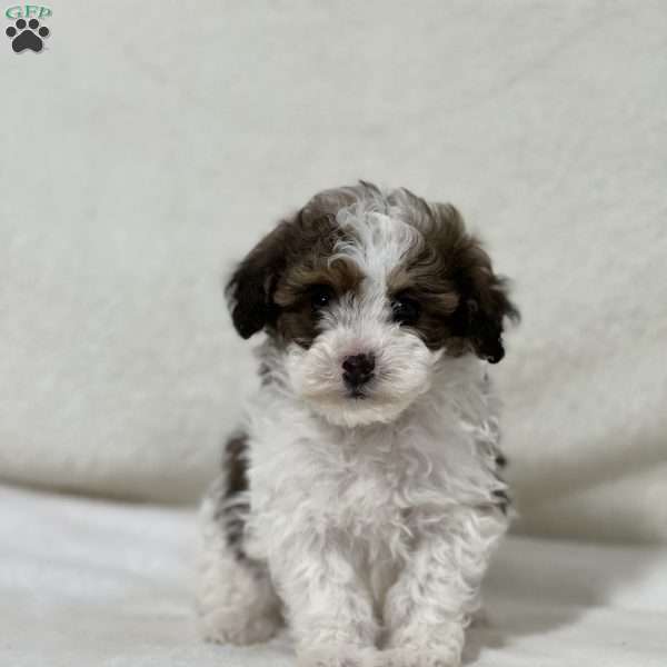 Lemon, Shih-Poo Puppy