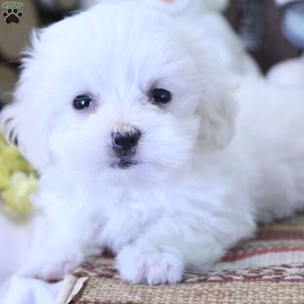 Yoshi, Maltese Puppy
