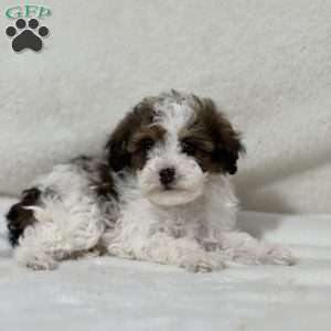 Lemon, Shih-Poo Puppy