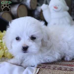 Yoshi, Maltese Puppy