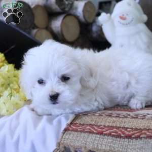 Yoshi, Maltese Puppy