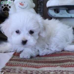 Yoshi, Maltese Puppy