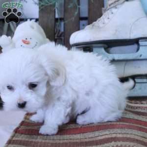 Yoshi, Maltese Puppy