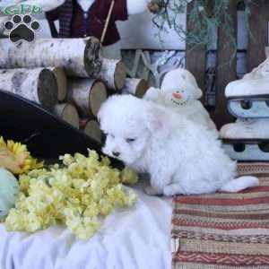 Yoshi, Maltese Puppy