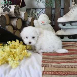 Yoshi, Maltese Puppy