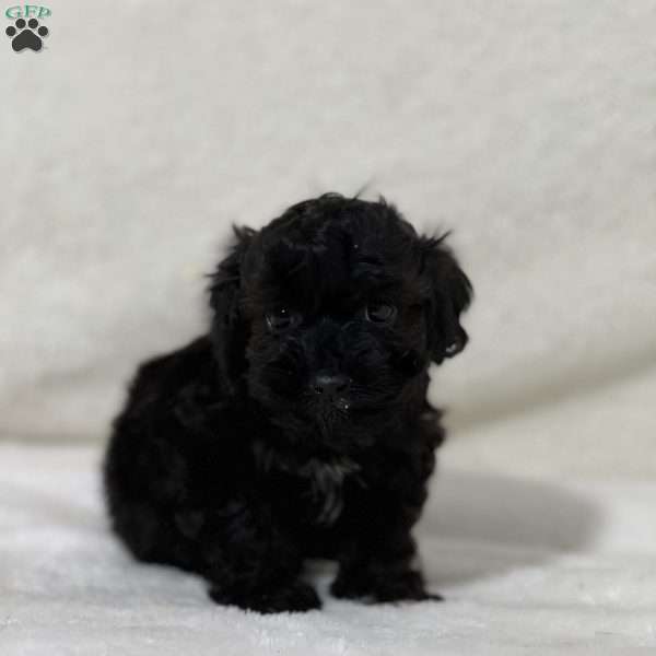 Liam, Shih-Poo Puppy
