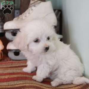 Yoshi, Maltese Puppy