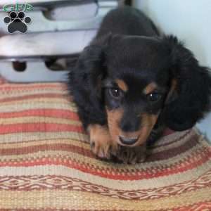 Jackie, Dachshund Puppy